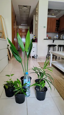 Collection of 5 Indoor Potted Plants — Mixed Varieties, Good Condition