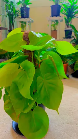 Indoor plant for sale