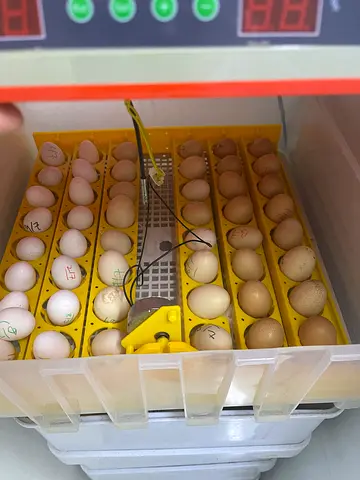 Used 48- Egg Incubator / Hatcher with Digital Controls