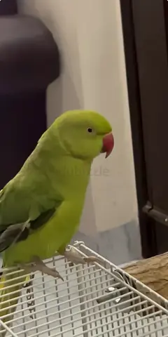 Green parrot