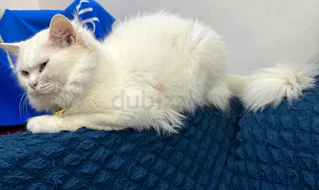 Beautiful Persian Male Cats absolutely free adoption