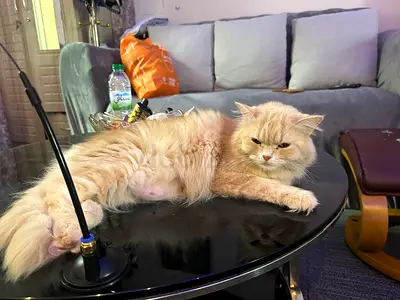 i have rescue cat,,looking for a family who will take care one of them and accept one of them,