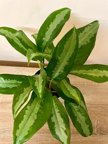Aglonema with pot