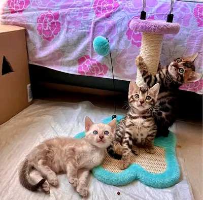 Bengal and Scottish fold kittens