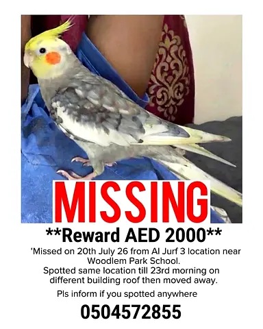 Missing Cockatiel - Reward AED 2000 (Last seen Al Jurf 3, 20 July)