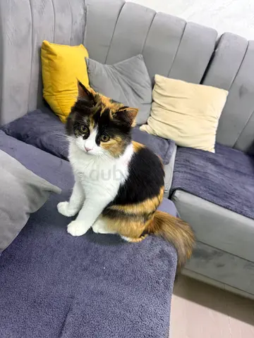 Friendly long-haired tri-color cat available for adoption