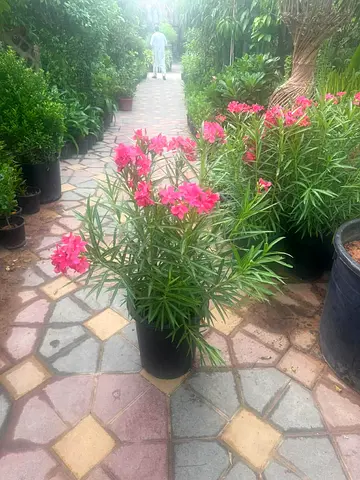 I’m selling all kind of Plants everything available and we are doing landscaping also