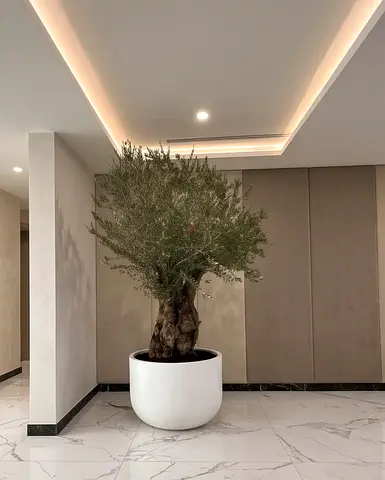 Large Indoor Olive Tree in White Ceramic Planter - Mature Trunk