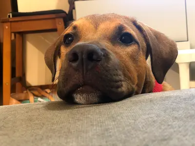Lovely Male Pitbull for adoption
