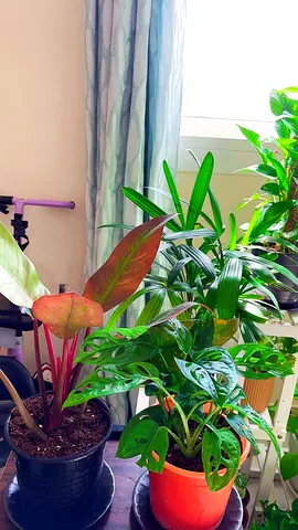 Indoor plants for sale