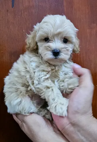 Tiny cream-colored Maltipoo puppy, friendly and playful looking for new home