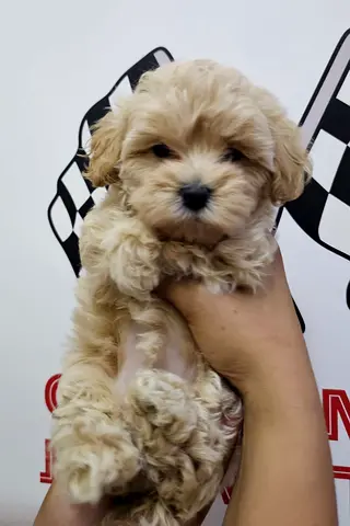 Toy Maltipoo female and male puppy