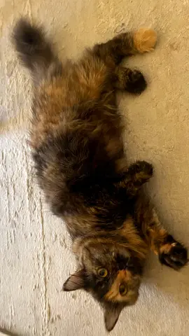 Female cat For adoption