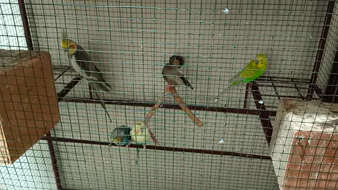 Free Adoption – 3 Budgies, 1 Cockatiel & 1 Zebra Finch (AED 300 for Cage & Accessories)