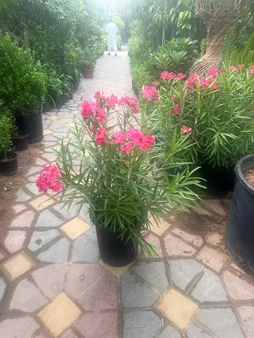 I’m selling plants all kinds of in doors and outdoor doors home delivery free and doing landscaping