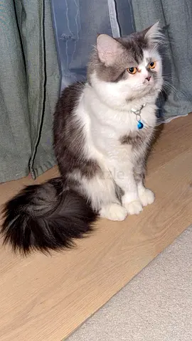 Friendly long-haired male cat, well-groomed and calm