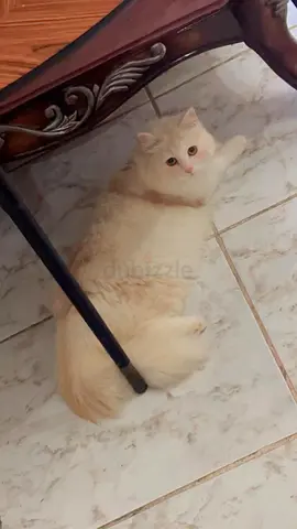 Cat for Adoption- Kitty