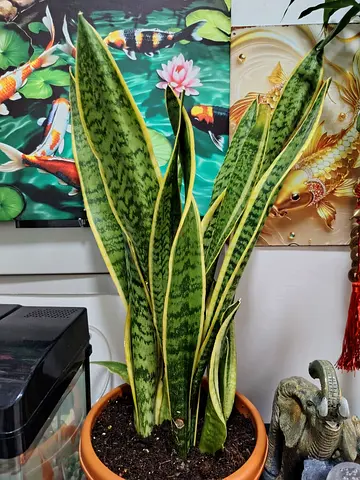 MOVING OUT SALE: Snake Plant (Sansevieria) - Indoor Potted Plant