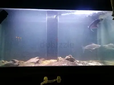 Aquarium