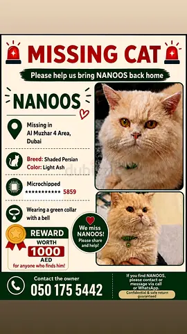 Lost Male Persian Cat — Lost in Al Mizhar 4, Dubai