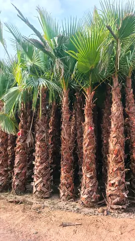 Washingtonia available delivery all over UAE