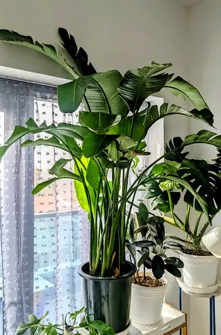 Bird of paradise( approx 180-200cm)