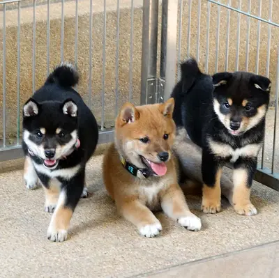 Shiba Inu Puppies