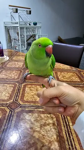 Indian ringneck with cage, food, accessories, and pet carrier