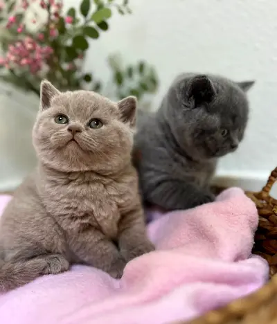 Shorthair British kittens