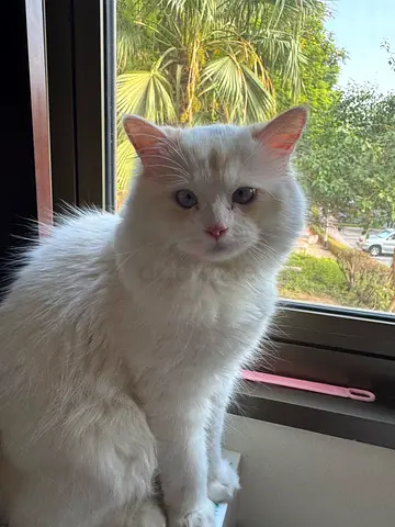 Himalayan ragdoll looking for a loving home