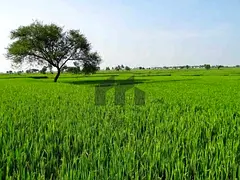 Farm for Sale | Sweihan | Prime Location