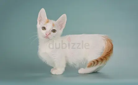 Munchkin Kittens