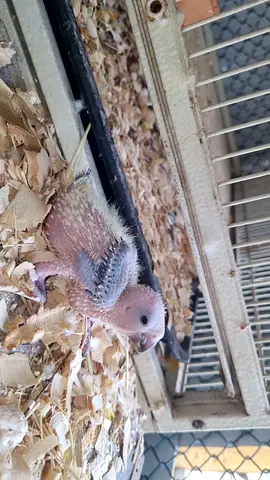 Sun conure chick available / Cocktails baby also / lovebird baby alsi