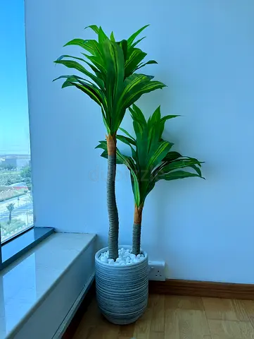 🚨 URGENT SALE – 2 Artificial Plant – AED 100 🚨