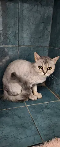 Long hair female cat