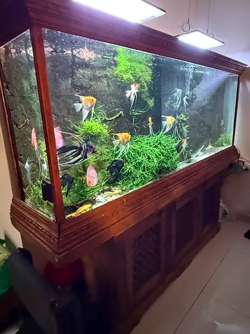 Planted Aquarium