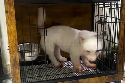 Havanese dog FREE ADOPTION