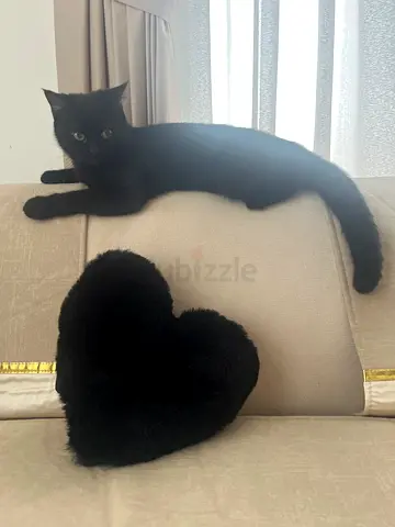Black Cats