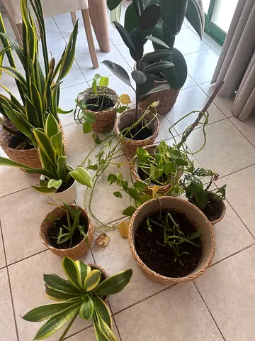 Collection of 9 indoor potted houseplants with woven baskets