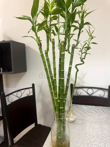 Lucky Bamboo Plants with Glass Vases