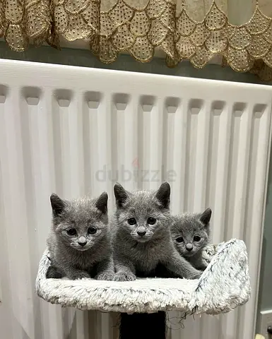 Three adorable Russian Blue kittens - 12 weeks old, playful and healthy