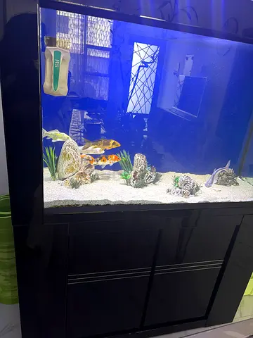 Large glass aquarium with cabinet stand and goldfish (ready setup)
