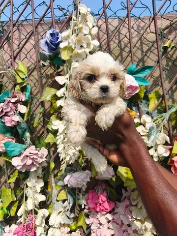 Cacapoo