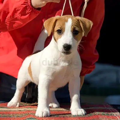 Jack Russell Terrier Puppies