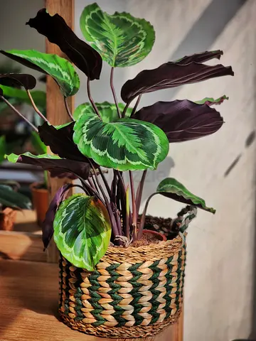 Large Calathea Medallion indoor plant with seagrass basket