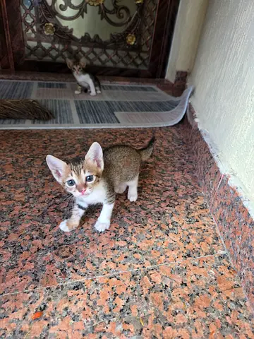 Baby cats
