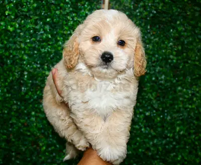 Cream Cavapoo (Cavalier King Charles x Poodle) puppy — 8 weeks, friendly