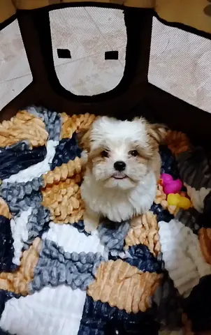 Toy shihtzu puppy
