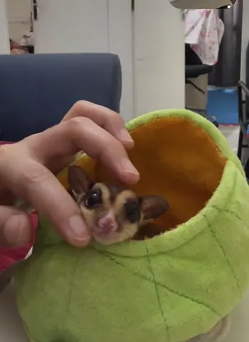 Friendly sugar glider looking for a new home