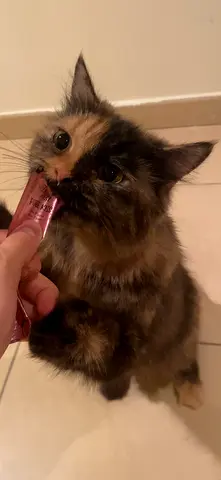 Female cat for adoption (free)